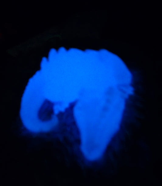 Glowing dragon